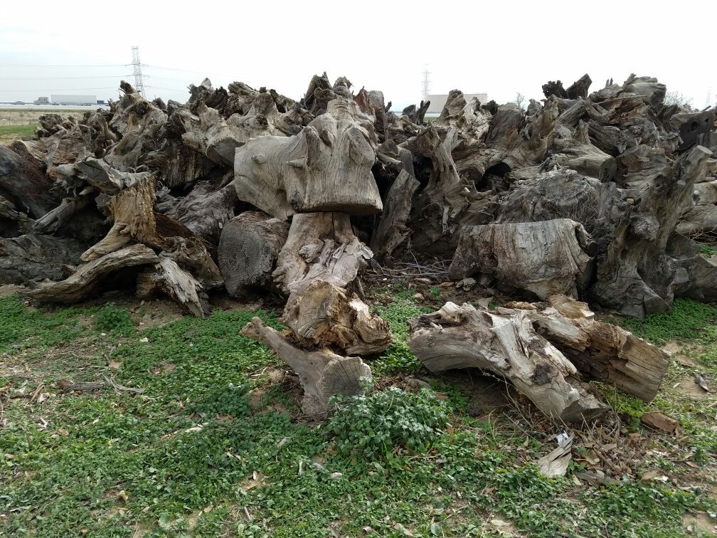FREE FIREWOOD