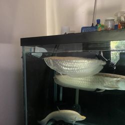 Fish Tank 220 
