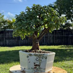 Dwarf Jade Bonsai 