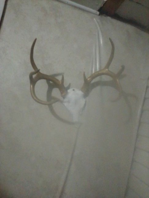 eight point gold rack