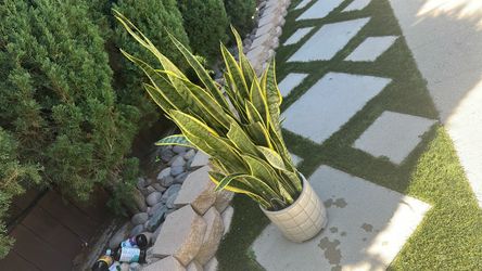 Snake plant