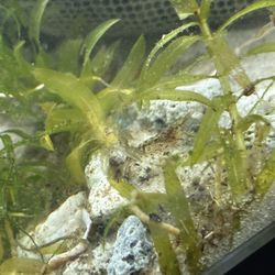 Shrimp Decor 3 For 1$ *PriceChange ComingNext Month 