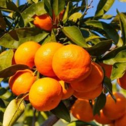 Owari Satsuma Mandarin Tree 🪴 $65 each