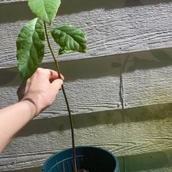 Avocado Tree. 