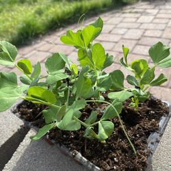 Snap peas. Tray of 6 plants