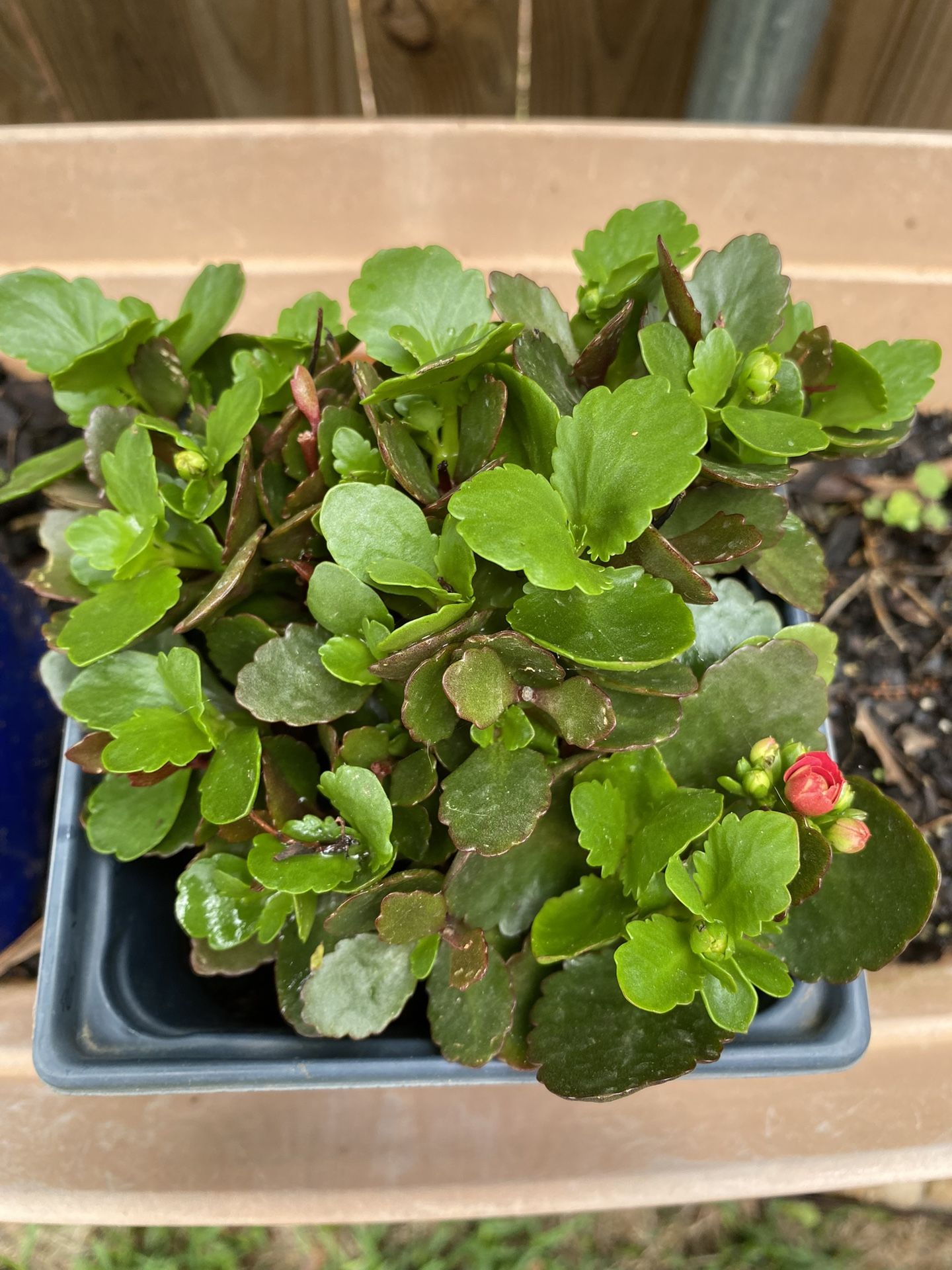 Kalanchoe Plants 