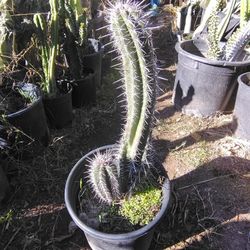 Cactus Plant