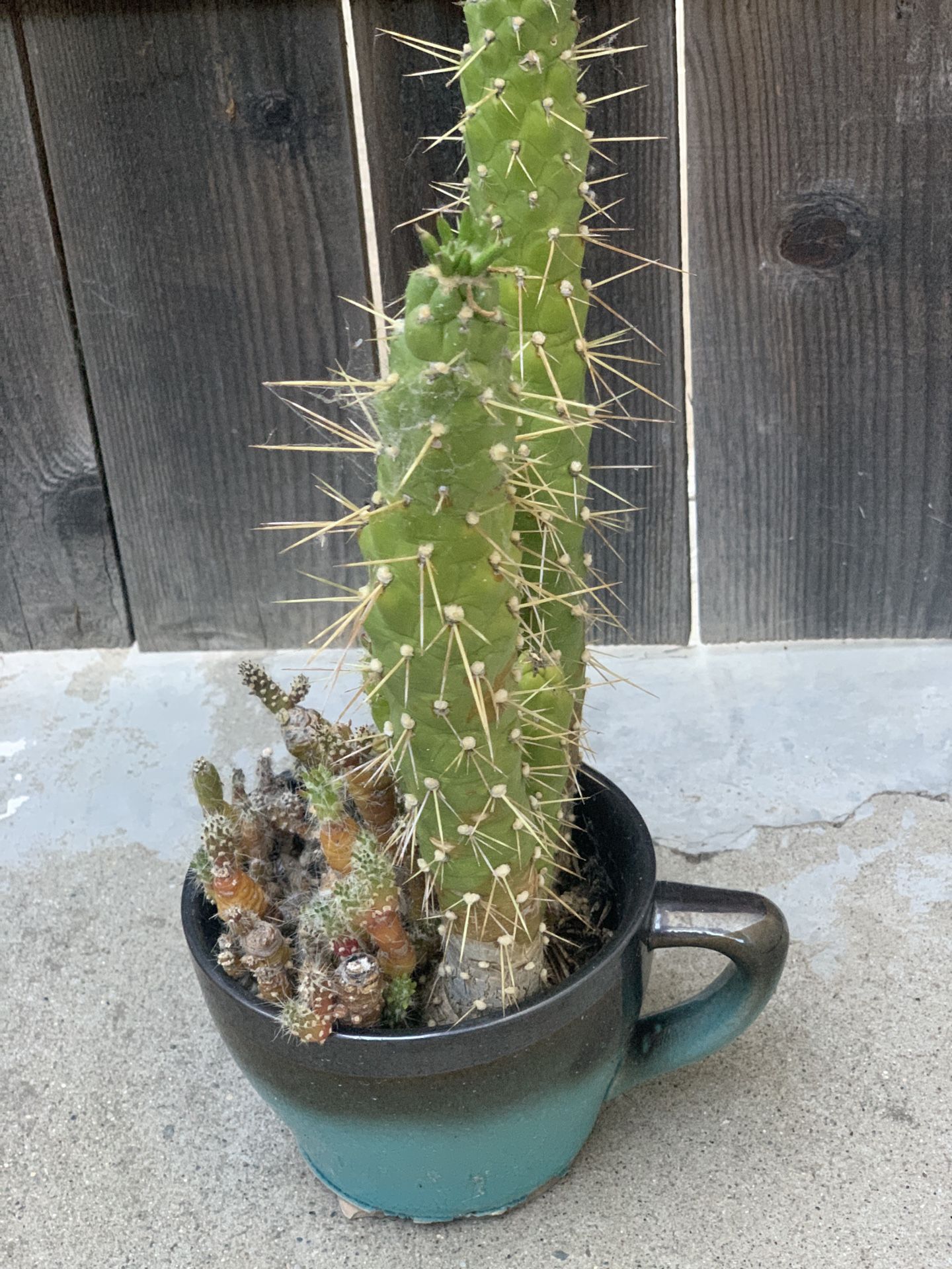 Cactus and Succulent Bowl Arrangement in Decorative Large Ceramic Coffee Mug Pot Live Plants
