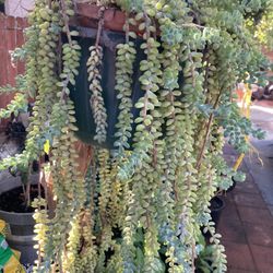 Planta 