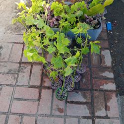 Grape Plants