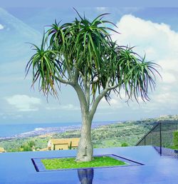 Hercules Aloe Tree Xeriscape Dry Scape Drought Tolerant Cactus Succulent Plant Plants Garden