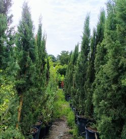 🏡🏡 Beautiful tall Italian Cypress Trees 25gl $250