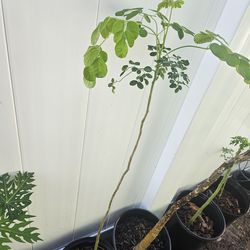 Moringa trees