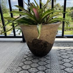 Outdoor Plant With Pot