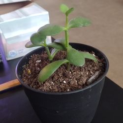 Juvenile Jade Plant 