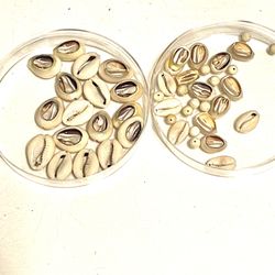 Lot Of Shell Beads