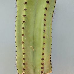 Stenocereus Queretaroensis / Pitaya Cactus - Fruiting Plants