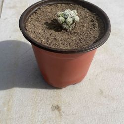 3 inch pot Succulents