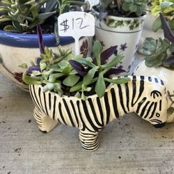 Zebra Succulent Planter