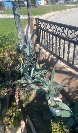 Agave/ Maguey