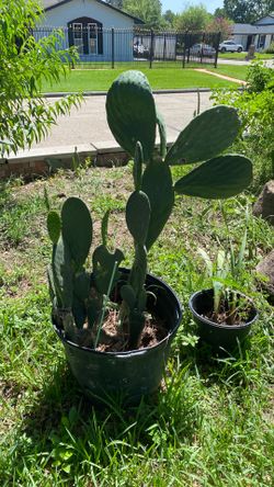 Nopales