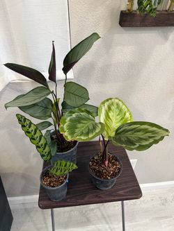 Calatheas bundle plants. Indoor plants. Plantas de interior set de 3