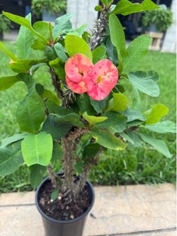 Corona de Cristo planta grande flor grande en New  Caney 77357 $25