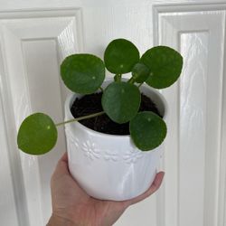 Beautiful Pilea Plant With Pot