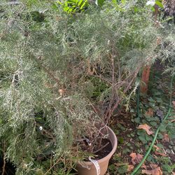 Sea Green Juniperus Plant 5gal