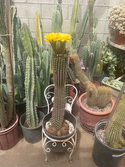 Cactus lobivia aurea Echinopsis Grande