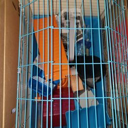 Pet Cage & Extra  Accessories