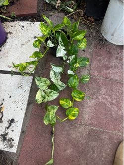 Mixed marble and golden pothos