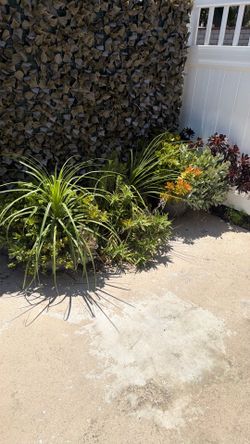 Succulents