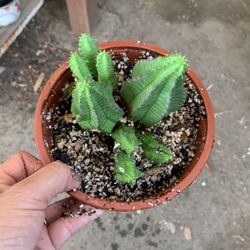 Euphorbia Plant