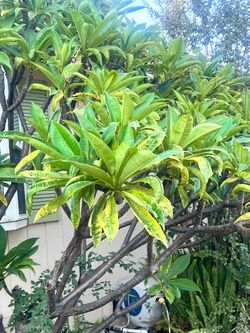 Plumeria cutting