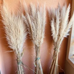 Tall Beautiful pampas
