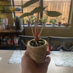 Self Watering Planter 