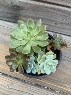Mixed Succulents