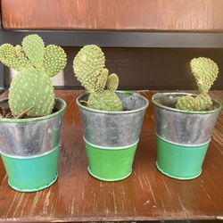 Bunny ear shaped Cactus 3x$10