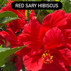 ❤️ Red Sary Hibiscus