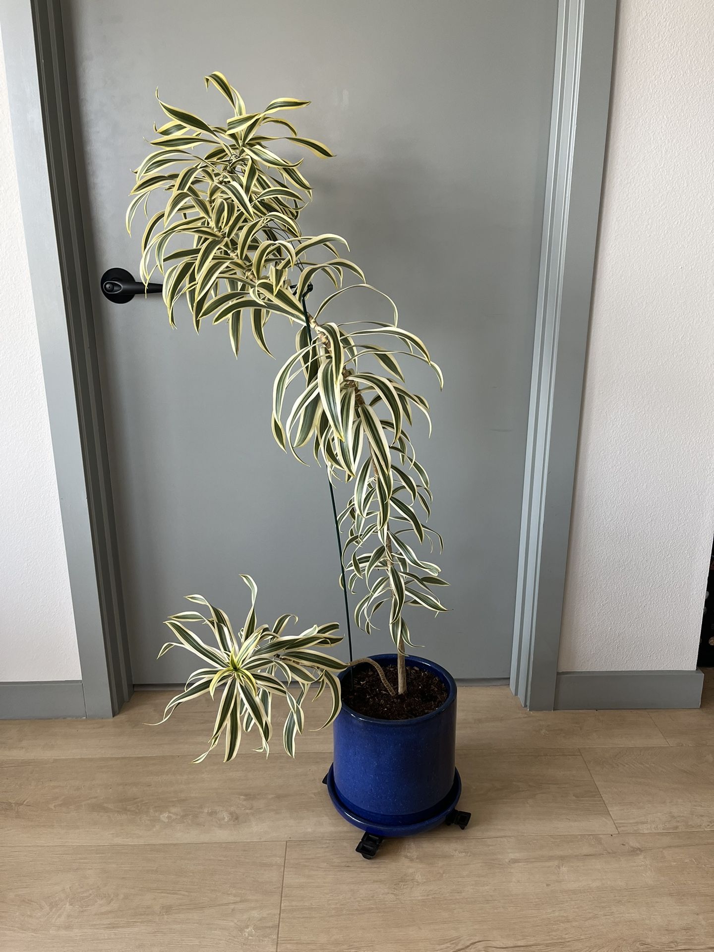 Dracaena Reflexa “Song Of India” Houseplant