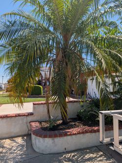 Palm tree