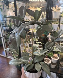 Hoya Wilbur Graves Silver 