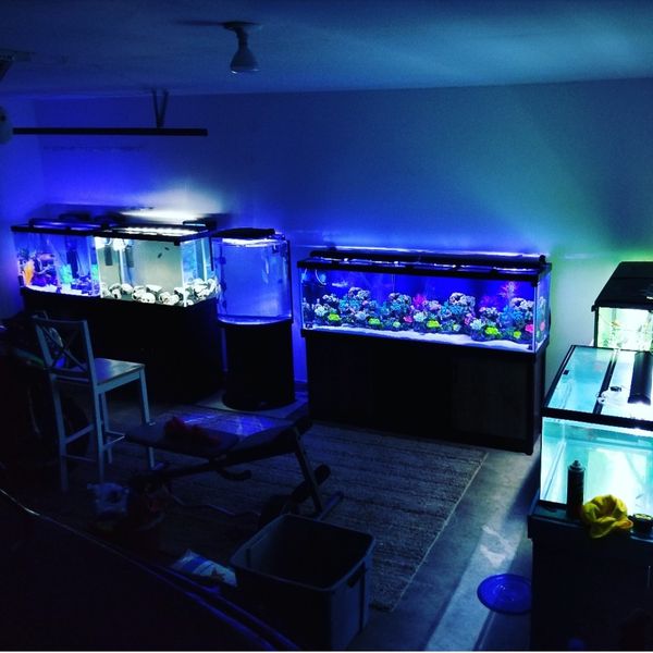 Fish Tanks for sale!! for Sale in Las Vegas, NV OfferUp
