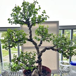 Bonsai Tree Jade