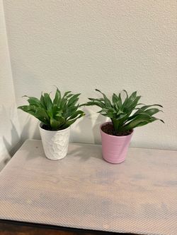 Darcena plants