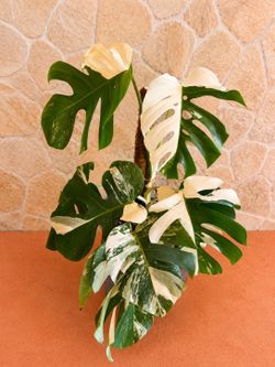 Monstera Albo Plant - 10inch #7