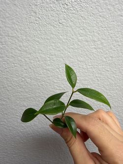 Hoya odorata