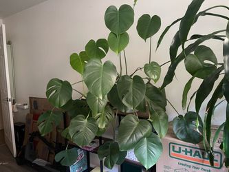 Plants - Move-out sale!