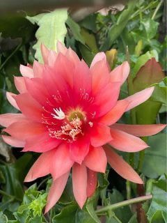 Orchid Cactus , Epiphyllum